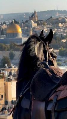 صورة معاينة: يا أَقْصَى، وإن طالَ الأسى وتَكَاثَرَتْخُطُبُ المَصَائِبِ، لَستَ فينا تُهْجَرُفَلَسْتَ تُنْسَى، ما دَامَ فينا مُوَحِّدٌ…