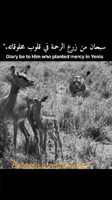 صورة معاينة: لله في خلقه شؤن #موسوعة_الفقه_الإسلامي
